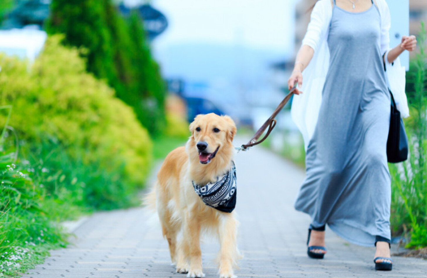 犬 の 散歩