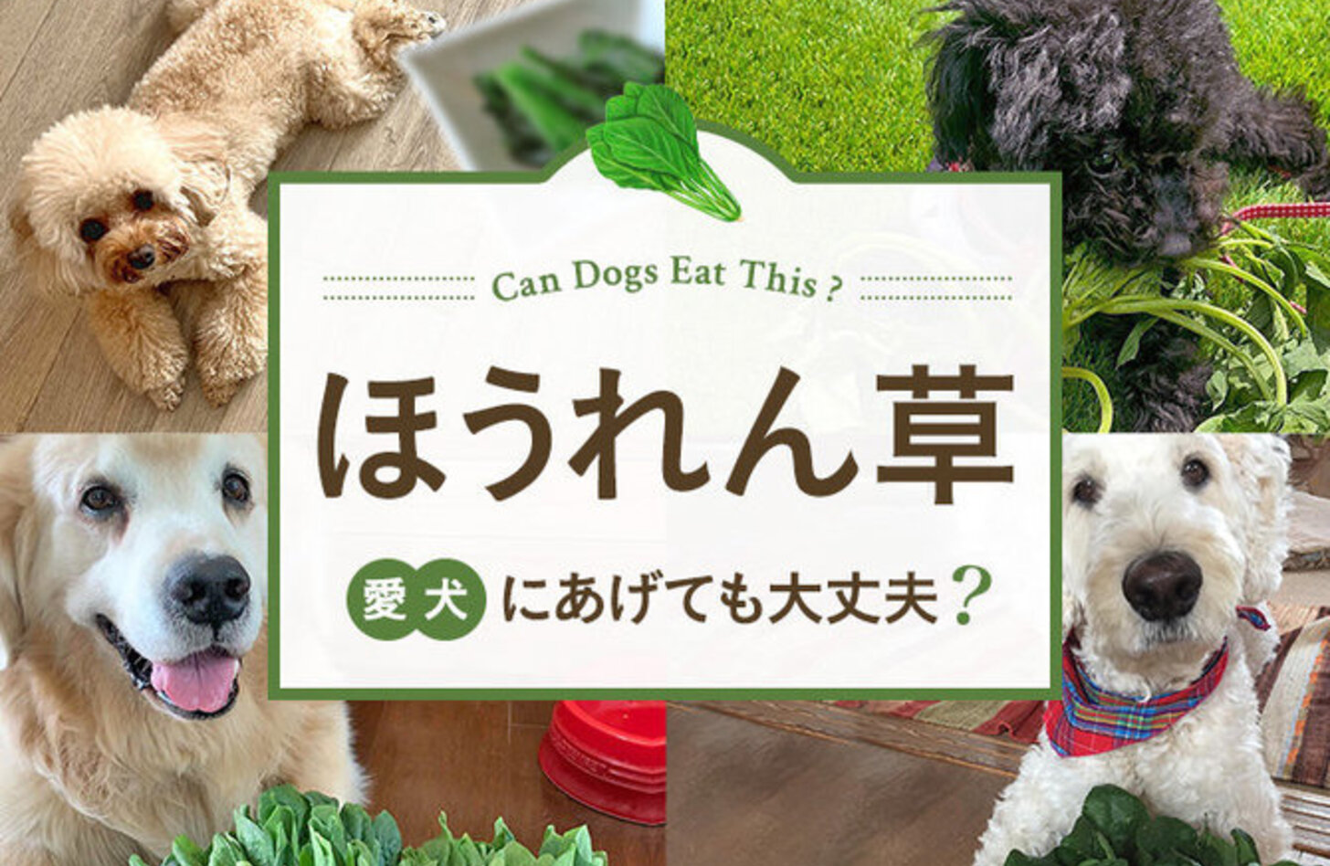 犬 ほうれん草