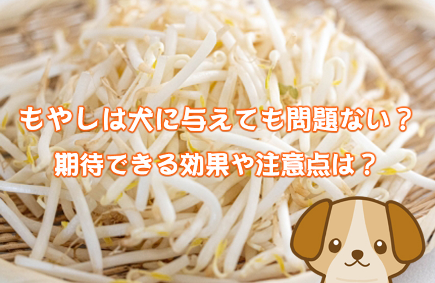 犬 もやし