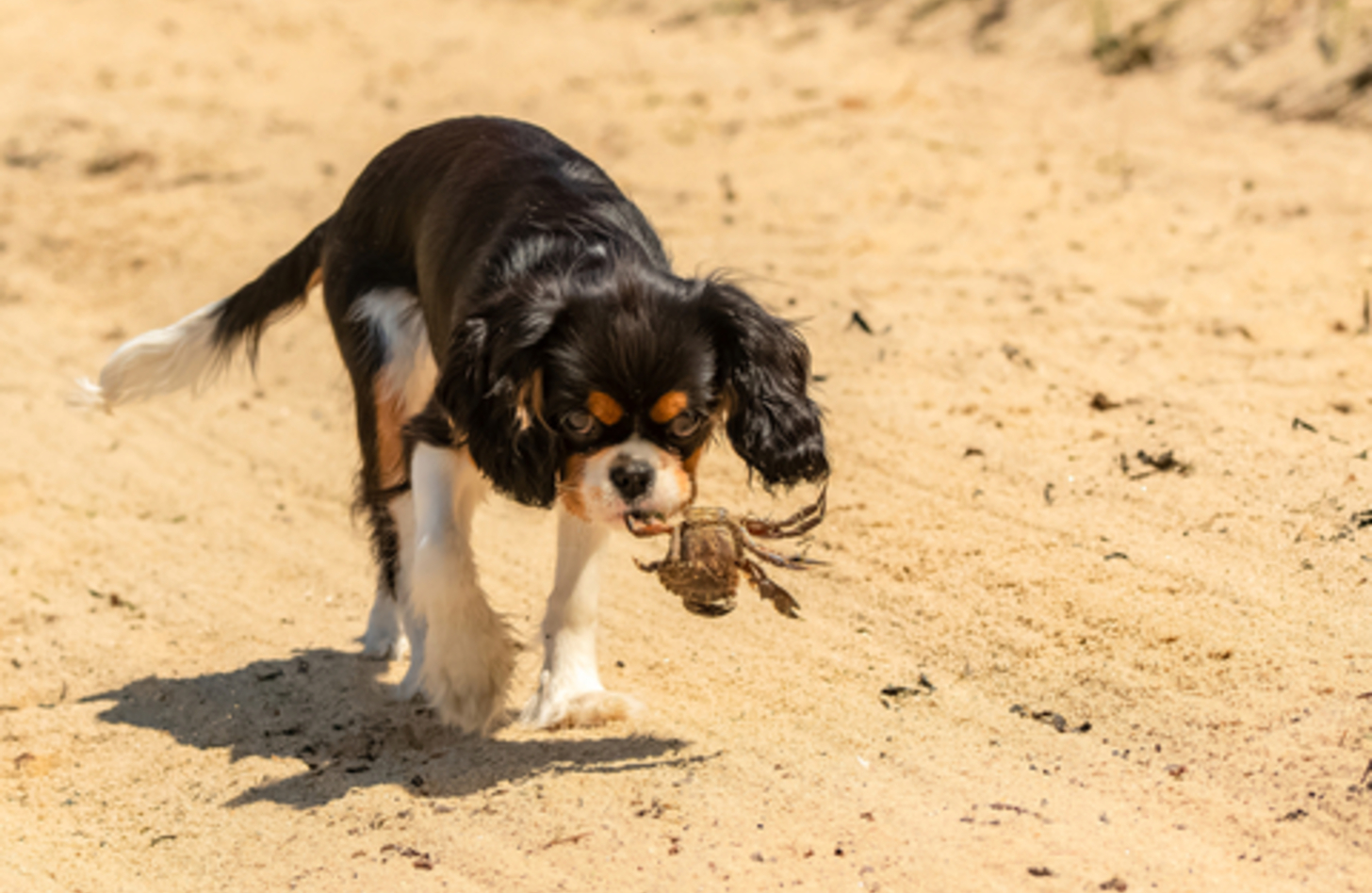 犬 カニ