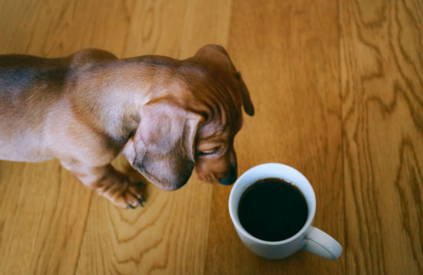 犬 コーヒー