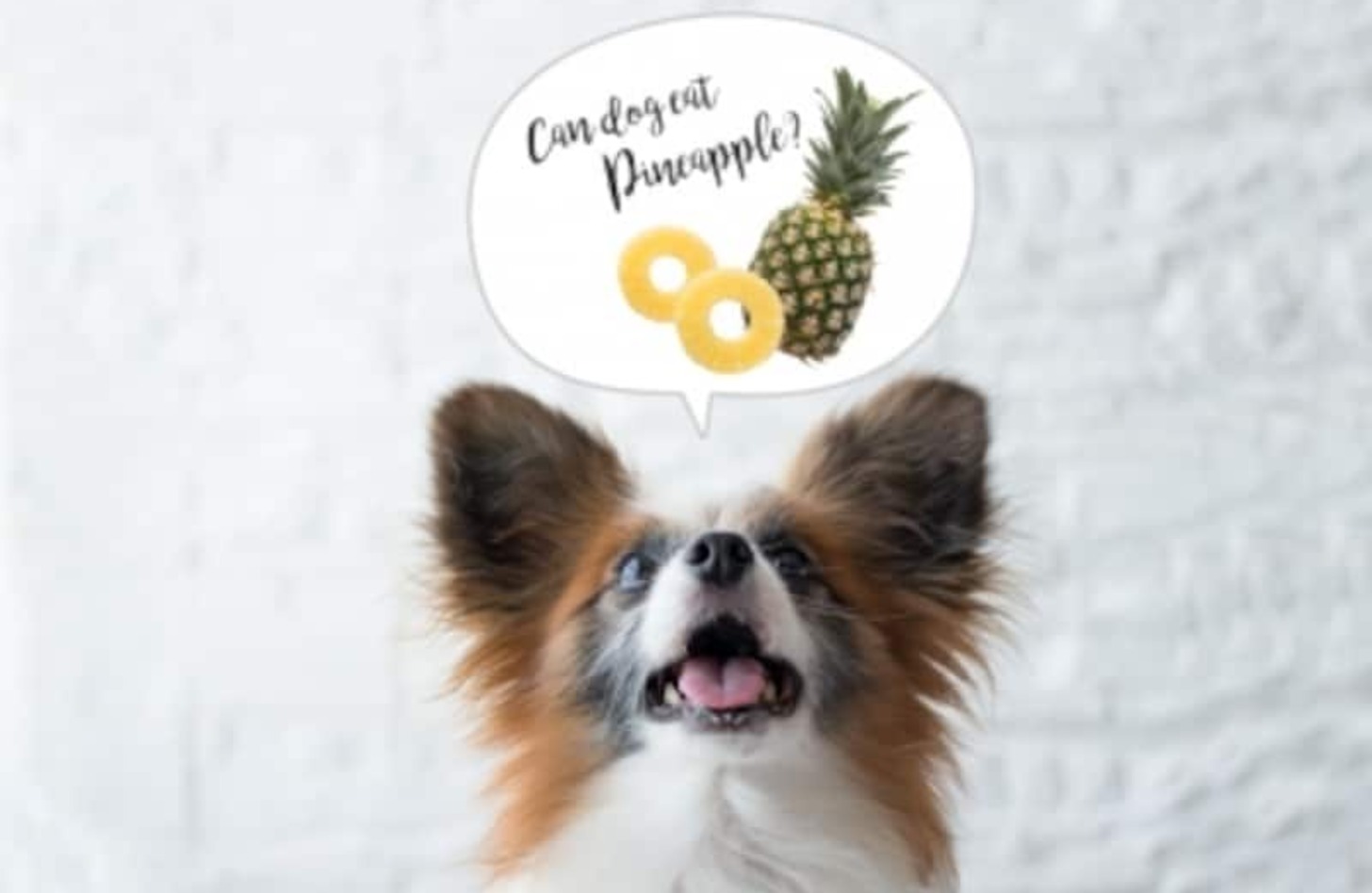 犬 パイナップル