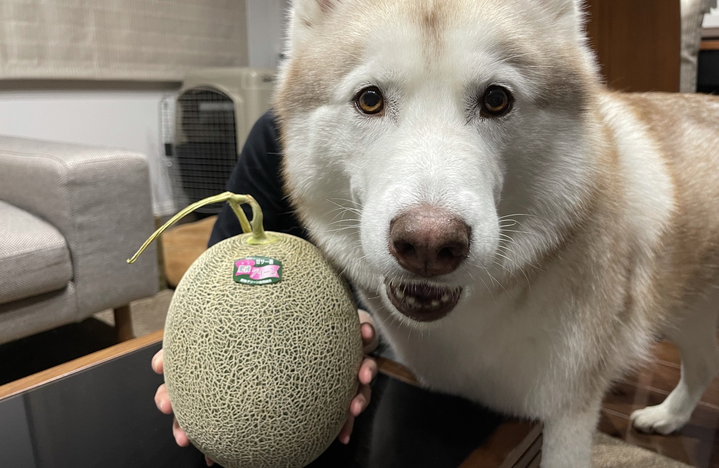 犬 メロン