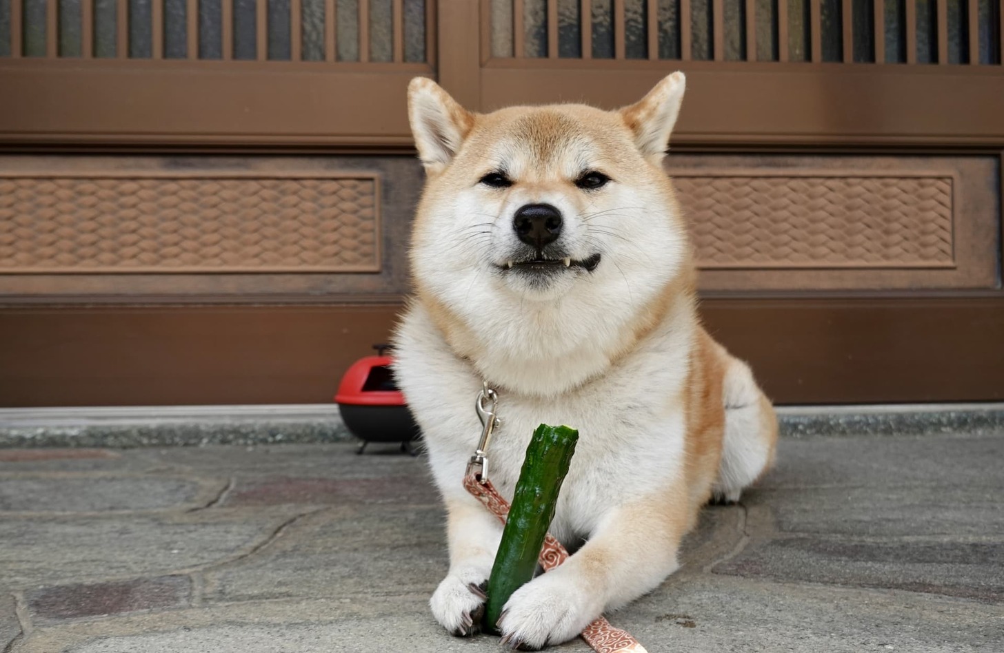 犬 野菜