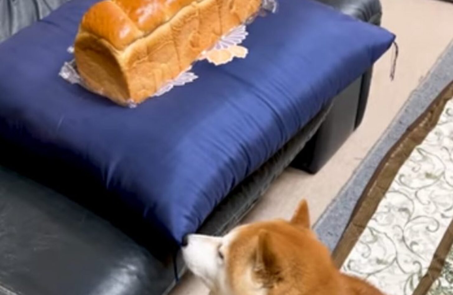 犬 食パン