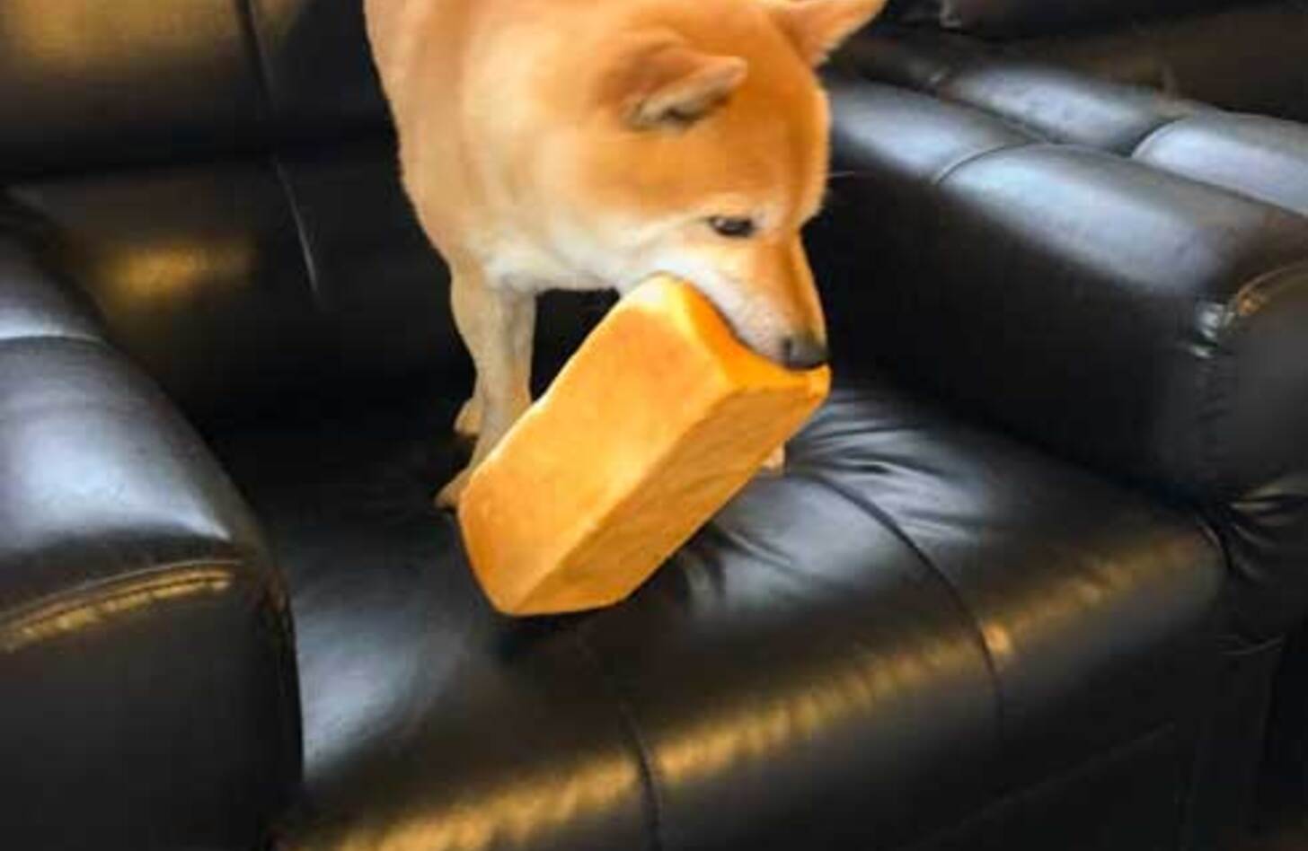 犬 食パン