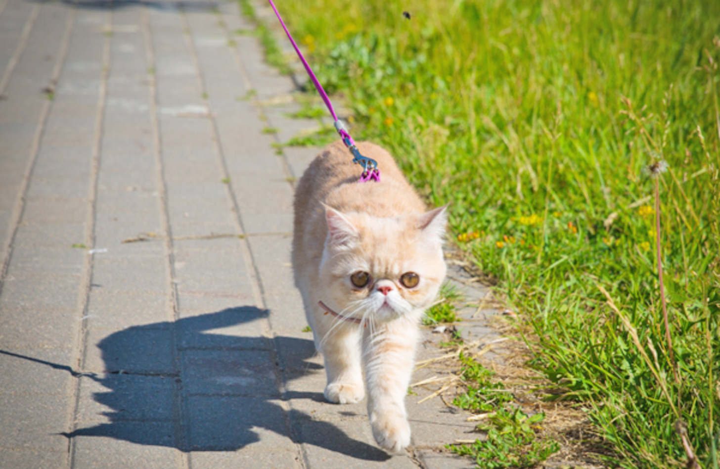 猫 散歩