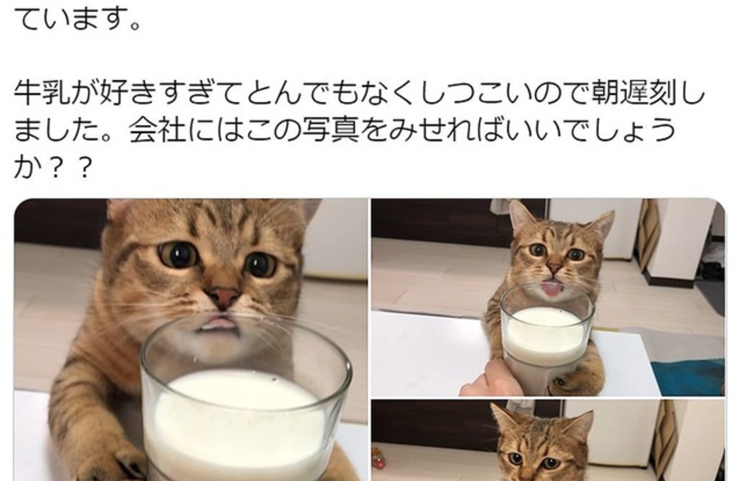 猫 牛乳