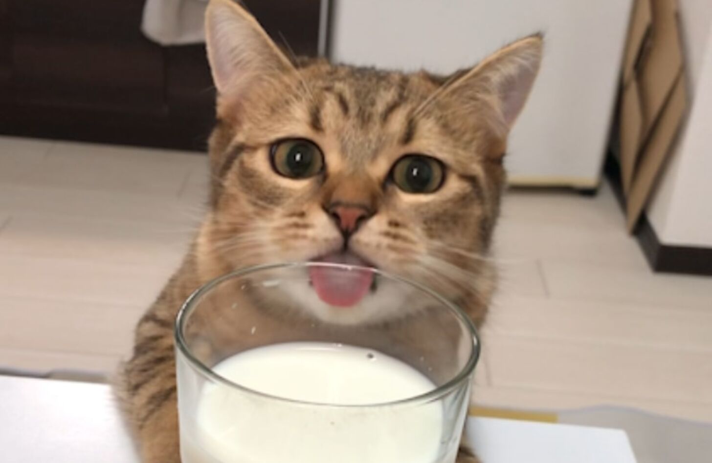 猫 牛乳